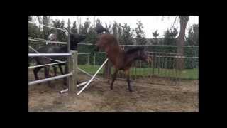 foals 2011 jumping wmv [upl. by Ailb404]