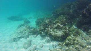 Snorkeling in Arubas Malmok Beach [upl. by Hctim]