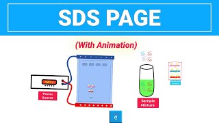 SDS PAGE  Gel Electrophoresis with animation [upl. by Anitrak]