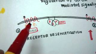 GPCR regulation  Desensitization of GPCR [upl. by Eitsud]