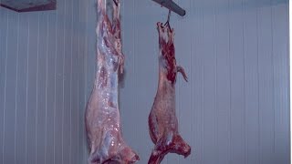 Curso Abate de Caprinos e Processamento de Carne  Cursos CPT [upl. by Akkinahs]