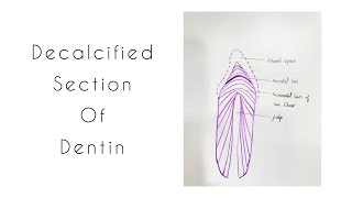 Drawing of Dentin  Decalcified section [upl. by Prestige191]