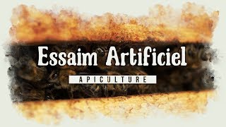 Comment faire un essaim dabeilles artificiel facilement  apiculture le TUTO [upl. by Zap]