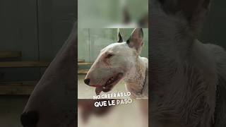 No Creerás Lo Que Le Pasó A Este Perrito 😱 [upl. by Aig]