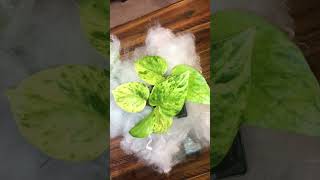 Jessenia Pothos indoorplants houseplants golden planttour [upl. by Mllly]