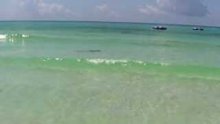 Hammerhead Shark at Miramar Beach Florida [upl. by Eidna]