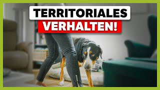 Hund VERBELLT den BESUCH So setzt du ihm konsequent Grenzen [upl. by Ardnekal]