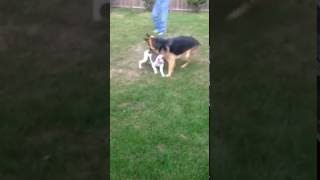 German Shepherd vs Pitbull [upl. by Analat]