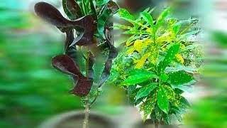 Croton Plant Repotting Care Tips amp Cuttings Kaise Grow Karen [upl. by Amal]