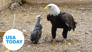 Bald eagle caring for rock as an egg becomes parent to orphaned eaglet  USA TODAY [upl. by Rodriguez]