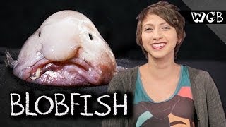 Blobfish are Weird Gross and NOT Beautiful [upl. by Htez980]