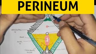 Perineum  1  Abdomen [upl. by Farah558]