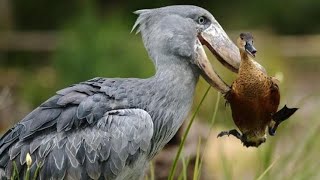 The shoebill stork a fierce bird with a coldblooded nature and the grumpiest face in the world [upl. by Anej483]