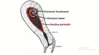 Decidua the pregnant endometrium Understanding Its Crucial Role in Embryology [upl. by Philippine]