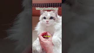 Telinga Sensitif kucing short shortviral faktamenarik faktaunik [upl. by Lucienne]