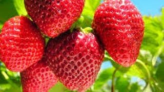 Cómo Cultivar Fresas en Colombia  TvAgro por Juan Gonzalo Angel [upl. by Earlie112]