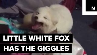 Archer the Pet Fox Has a Very Contagious Laugh [upl. by Danaher278]