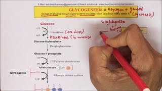 Glycogenesis  Glycogen Synthesis Pathway Part02  Synthesis of Glycogen  ग्लाइकोजन कैसे बनता है [upl. by Haakon]