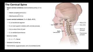 Cervical Lateral Flexion amp Rotation BIOMECHANICS [upl. by Romeu801]