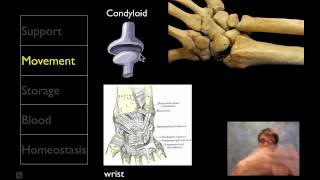 The Skeletal System [upl. by Emiline451]