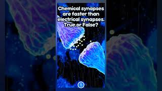 Chemical synapses are faster than electrical synapses True or False neet neetbiology [upl. by Solegnave]