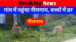 गांव में पहुंचा नीलगाय  गांव में हुआ नीलगाय का खौफ  gaon mein pahuncha nilgai  FK guru [upl. by Kurr857]