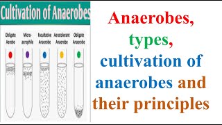 Microbiology Anaerobes types cultivation of anaerobes and their principles B Pharma 3rd Sem [upl. by Modnarb501]