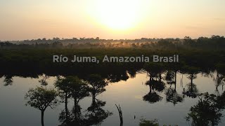 VIAJE AMAZONAS Alto Juma Fishing Presi TRAVEL Naturaltube [upl. by Artemla349]