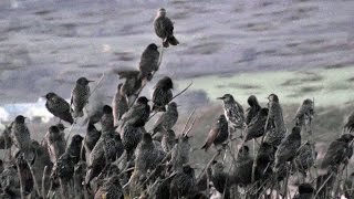 Starlings Coming To Roost  Starling Murmuration in Cornwall UK [upl. by Itaws]