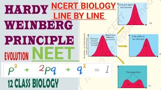 HARDYWEINBERG PRINCIPAL 12BIOLOGY EVOLUTION GENE FLOW GENETIC DRIFT MUTATION NATURAL SELECTION 👌 [upl. by Rawde932]