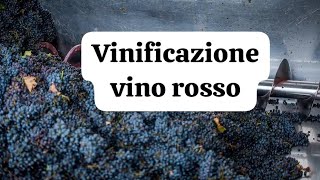 COME FARE IL VINO ROSSO IN CASA EP 2 LA VINIFICAZIONE [upl. by Dela745]