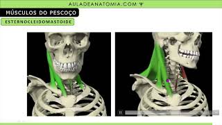 RESUMO MÚSCULOS DA ATM E PESCOÇO anatomy fisioterapia medico enfermagem musculação muscular [upl. by Ellehcam]