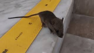 video 20210527 164242 CPWD office Rat was very small and on the middle of the stairs [upl. by Nazar]