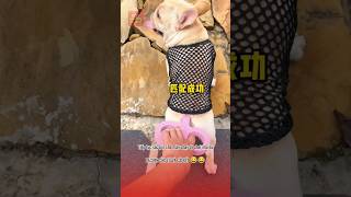 Sạc pin cho Lu đi chơi và cái kết 😂🥰 pets thucung topfunny funny viralvideo haihuoc giaitri [upl. by Llenreb]