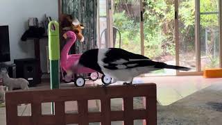 Butcherbird Visits and Asks for a Macadamia Nut 💕🐦🌰💚 [upl. by Harriette]