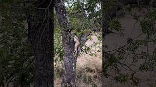 Hyena jumps into tree to steal Impala  Lion Sands Game Reserve  Kruger National Park [upl. by Anastasius229]