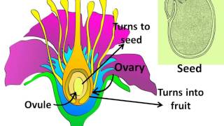 Science  Sexual Reproduction in plants  Pollination fertilization  Hindi [upl. by Llertnom]