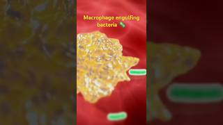 How macrophage eats bacteria 🦠Macrophage workingengulfing bacteria [upl. by Arebma]