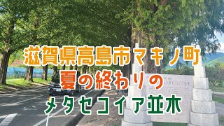 夏の終わりのメタセコイア並木「新・日本街路樹百景」 [upl. by Lezah]