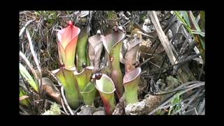 A bunch of Heliamphora amp more Chimanta Tepui and LosTestigos With Stewart McPherson [upl. by Auohp42]