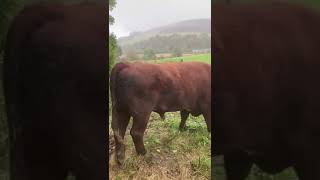 Pedigree Shorthorn bull [upl. by Cacka]