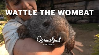 Meet Wattle the wombat at Australia Zoo [upl. by Buke836]