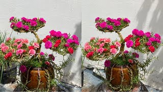 How to Make a Simple and Beautiful Natural Portulaca Grandiflora  Moss Rose Bonsai [upl. by Brooke]