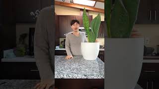 Sansevieria masoniana aka Whale Fin Sansevieria tips amp tricks sansevieriamasoniana whalefin [upl. by Ludly]