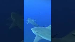 Encuentro con TIBURONES en inmersión a 30 metros de profundidad [upl. by Mozza21]