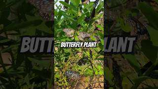 Butterfly plant in my garden  how to attract butterflies to your garden Crotalaria retusa garden [upl. by Lucais]