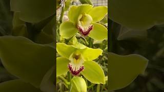 Green Cymbidium orchid flowers [upl. by Savior]