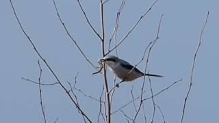 The Great Grey Shrike and its call [upl. by Nylloc]