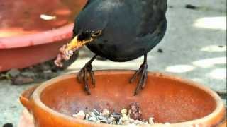 Taming Wild birds YorkshireUK [upl. by Abramo]