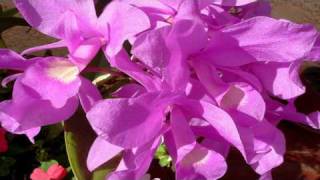 La Guaria Morada Flor Nacional Folklore de Costa Rica [upl. by Toback]